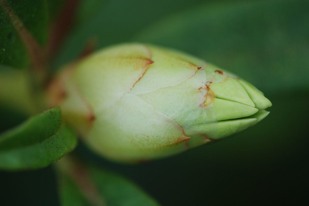 Rhododendron lambianum other
