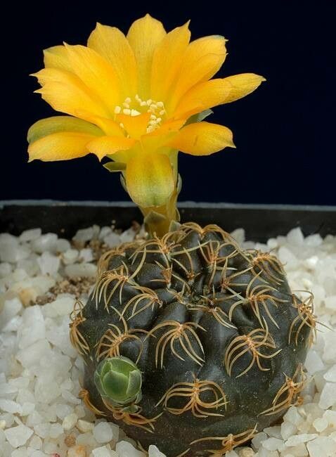 Rebutia glomeriseta habit