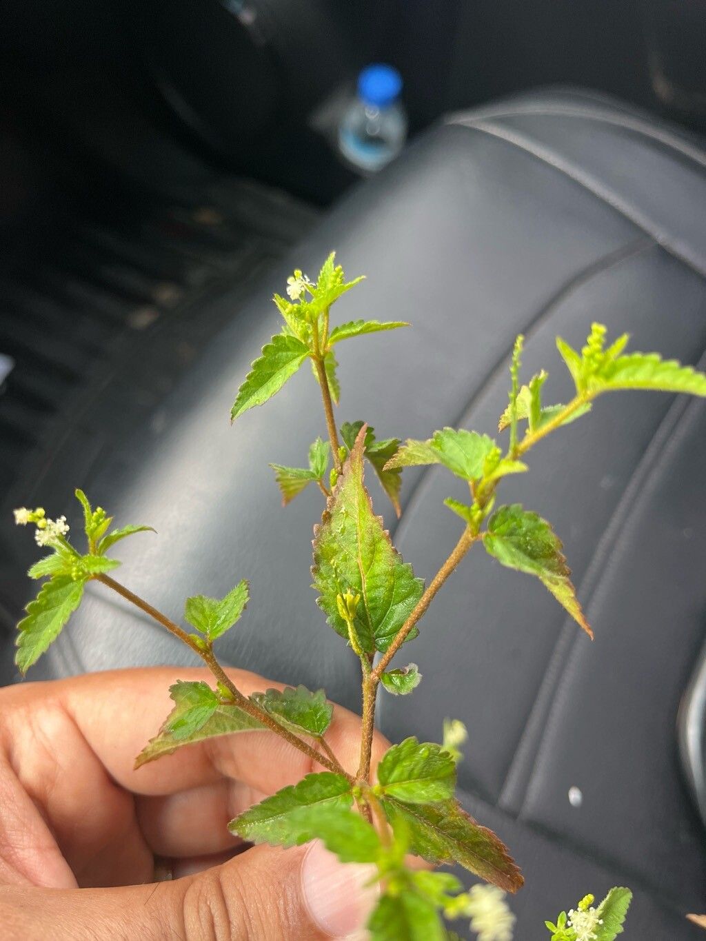 Croton trinitatis flower
