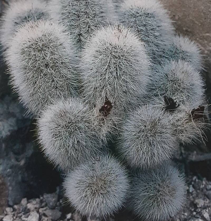 Echinocereus nivosus habit
