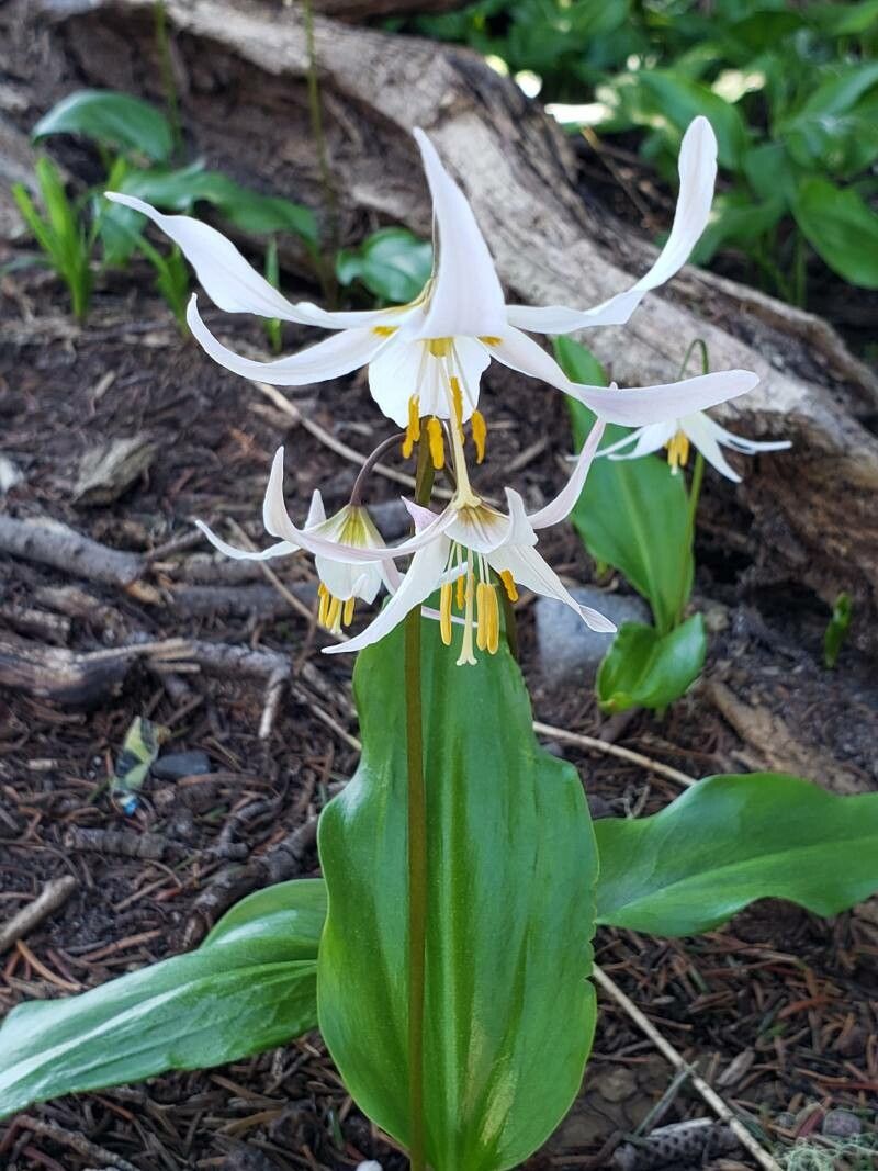 Erythronium montanum habit