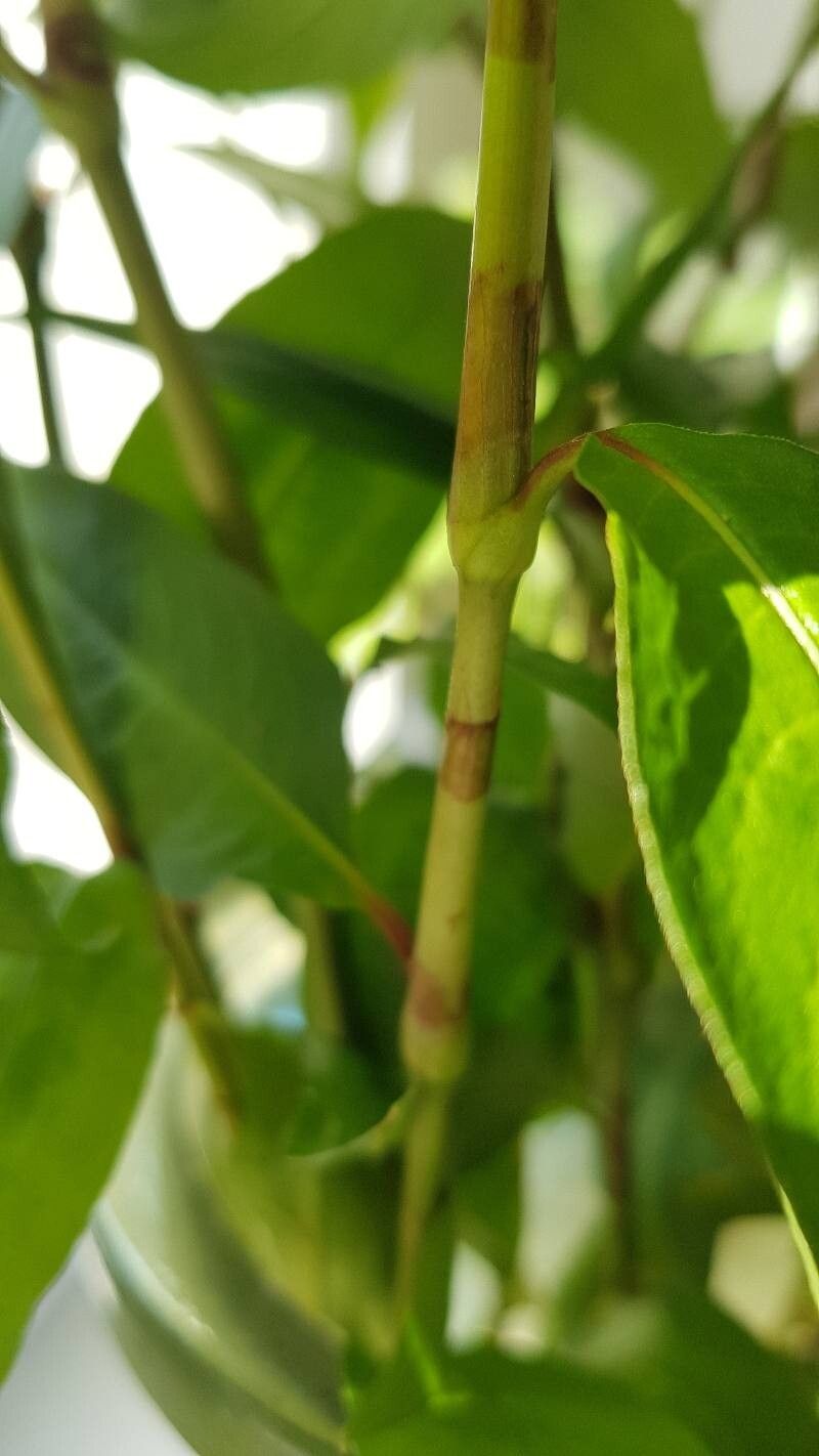 Polygonum nepalense bark