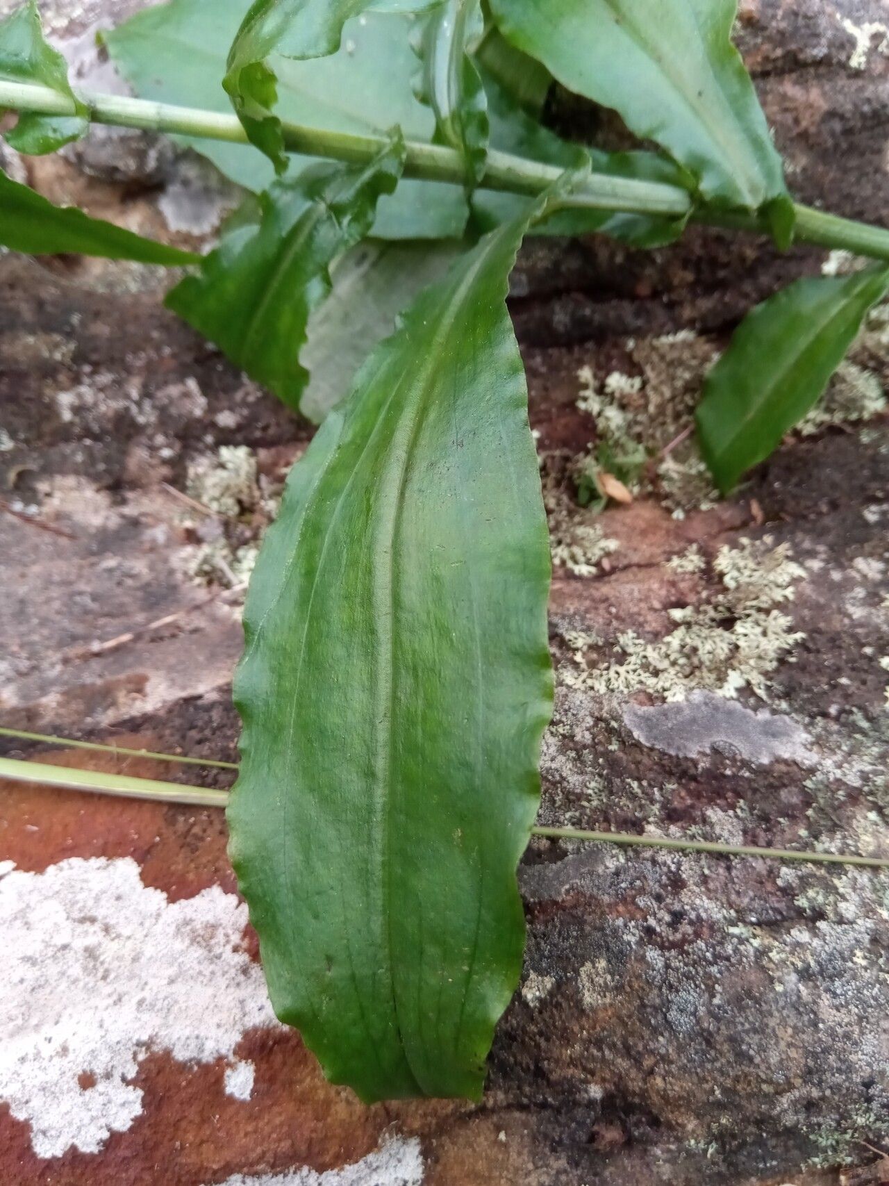 Habenaria alta — related species from the same genus