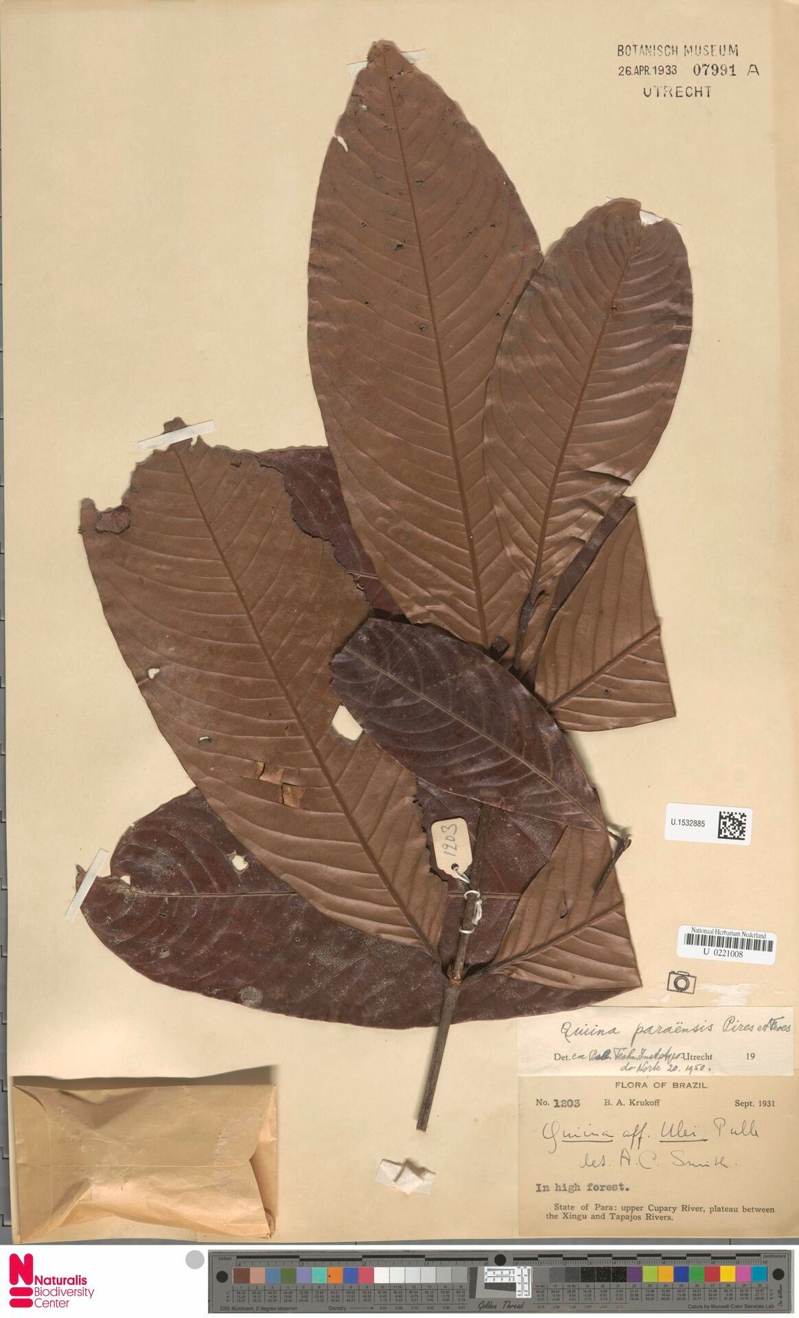 Quiina paraensis — houseplant care guide