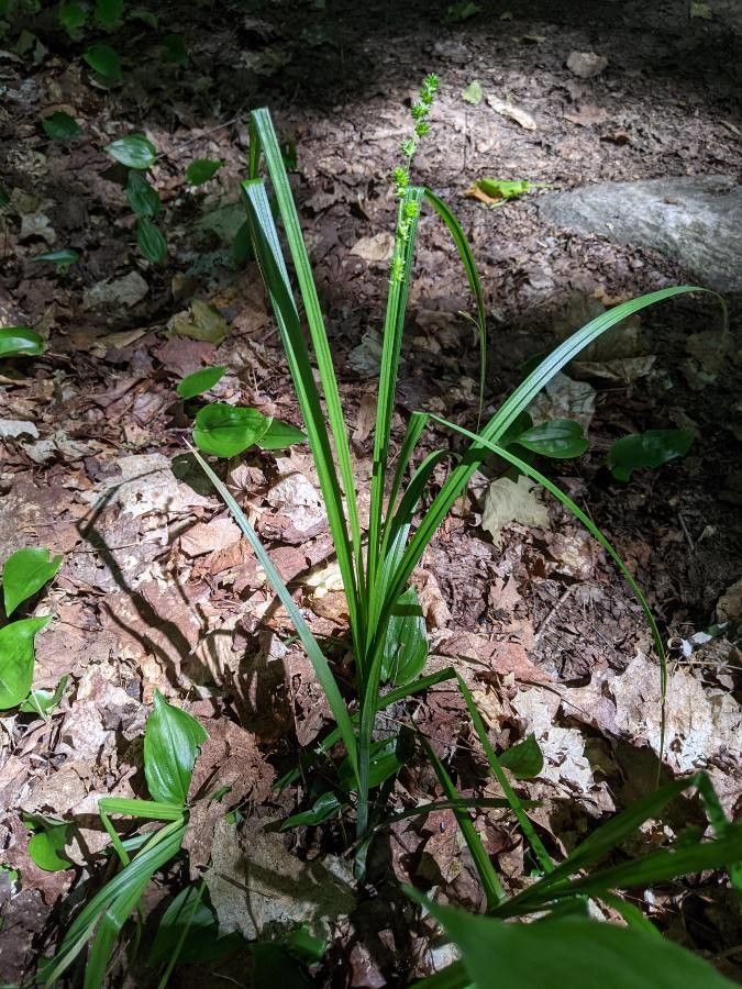 Carex sparganioides habit