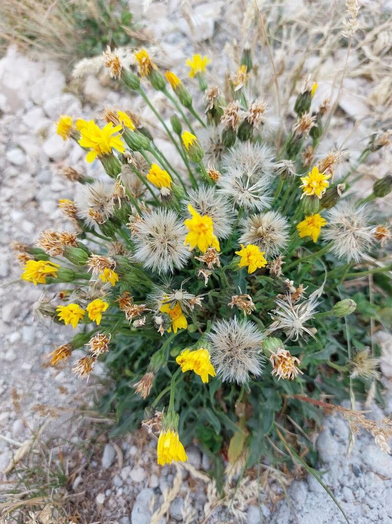 Stenotus acaulis flower