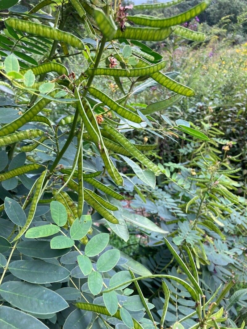 Senna marilandica fruit