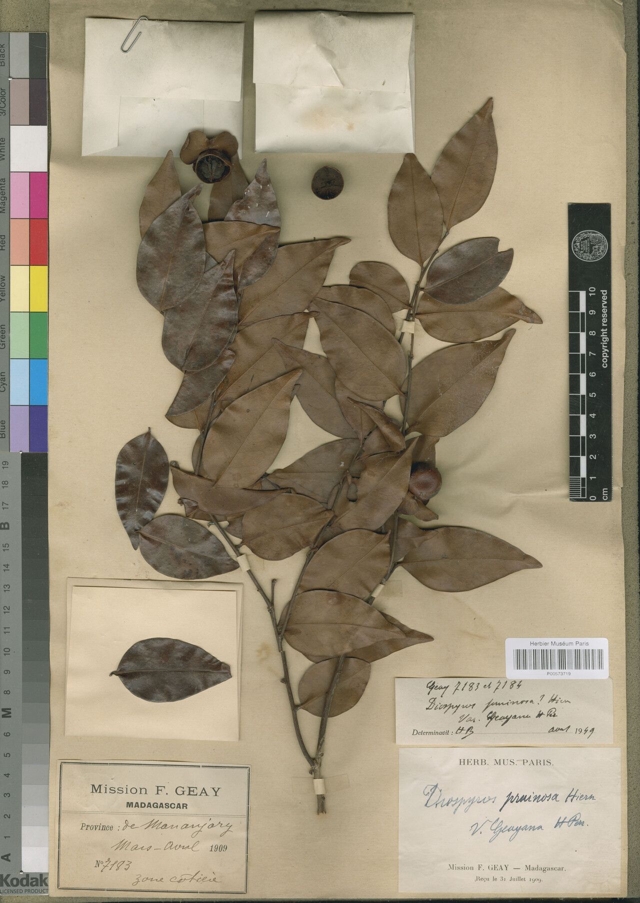 Diospyros geayana — houseplant care guide