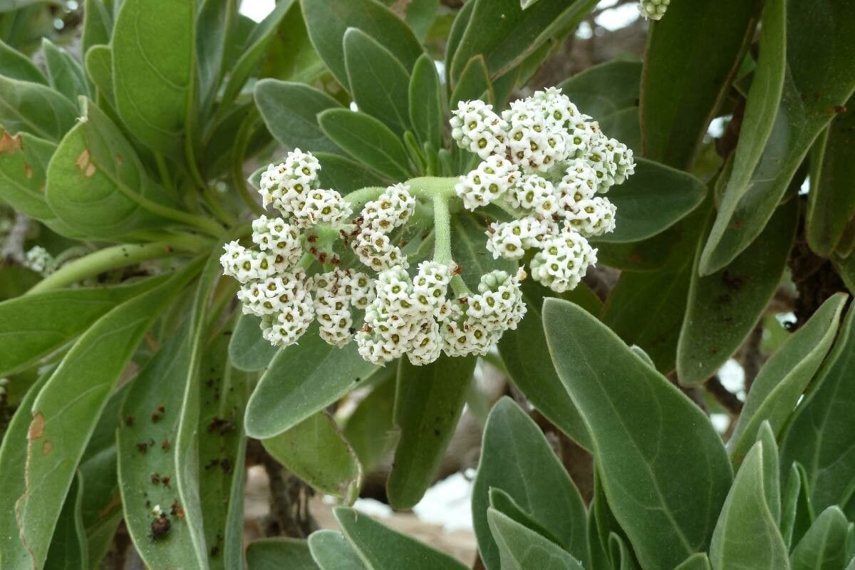 Heliotropium foertherianum flower