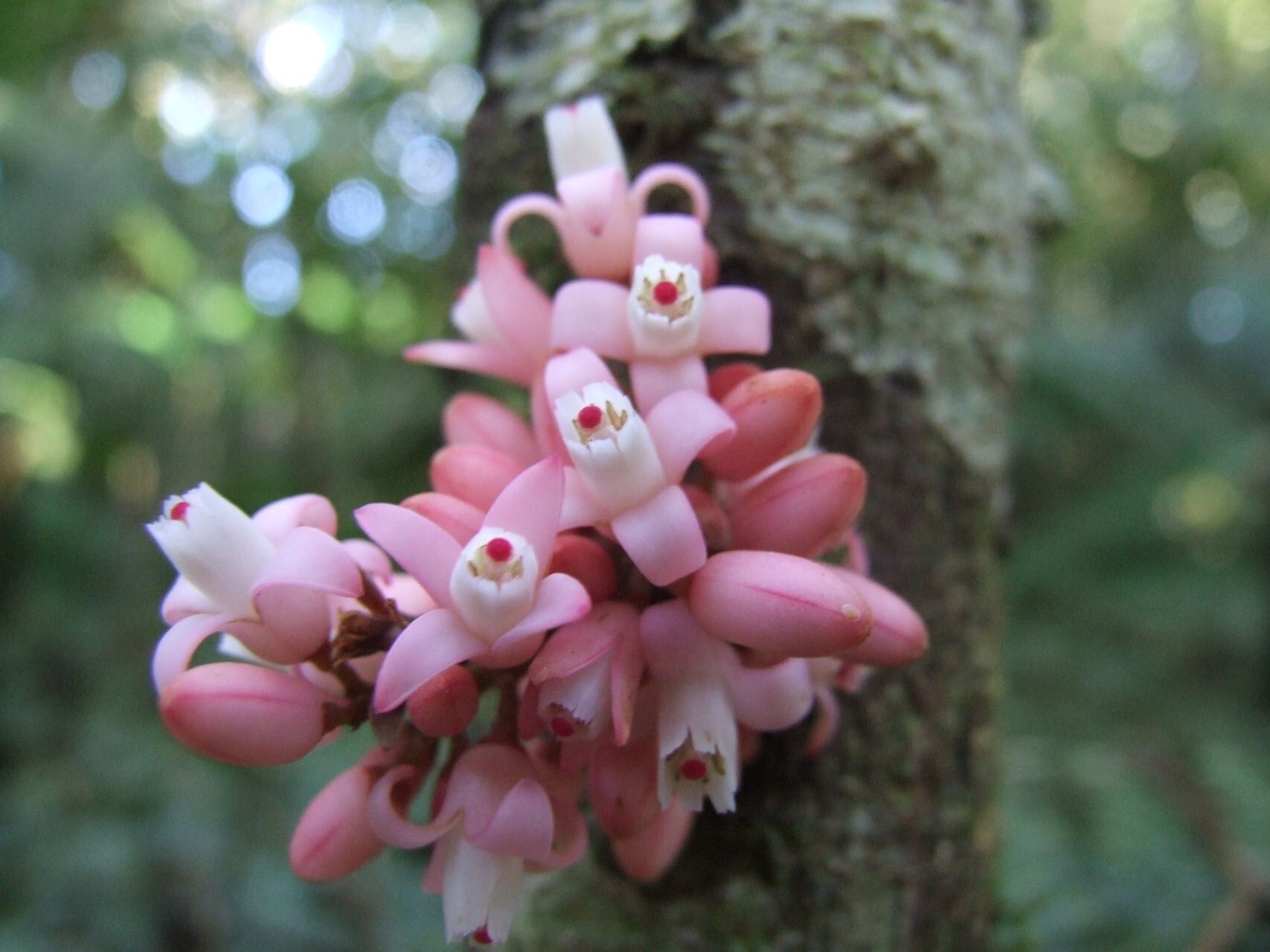 Didymocheton roseus flower