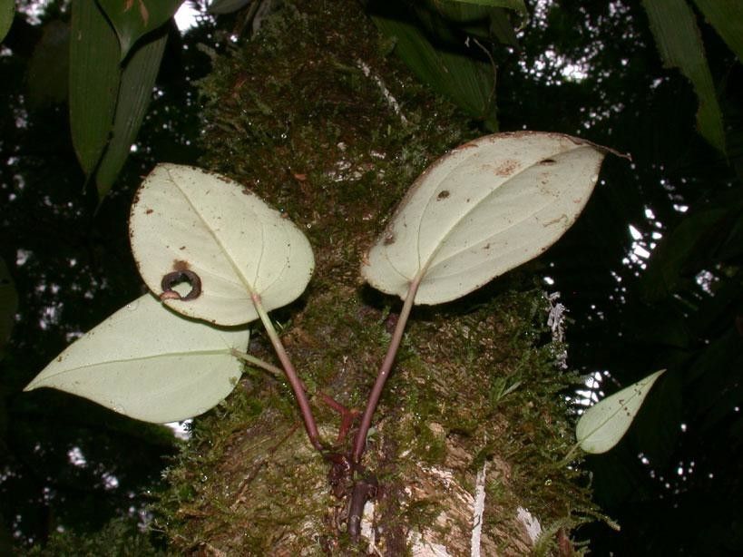 Peperomia hernandiifolia fruit