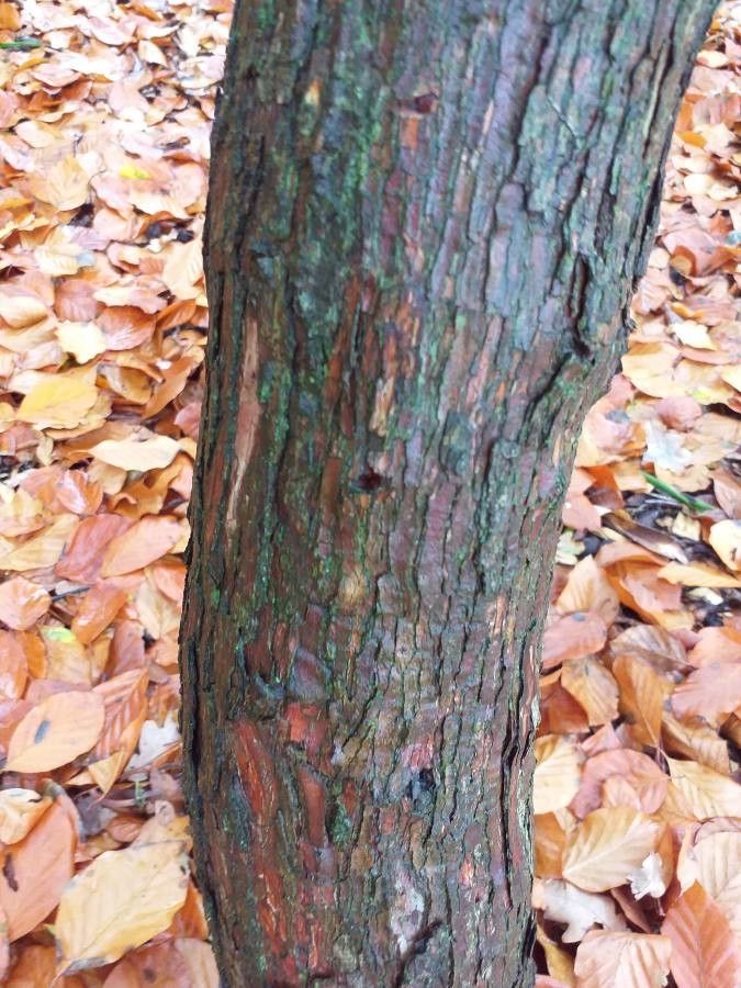Rhododendron calophytum bark