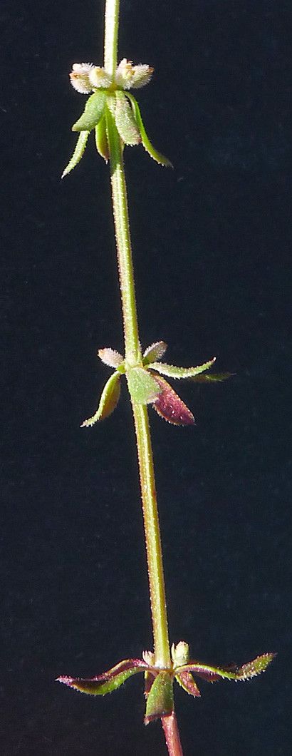 Galium verticillatum other