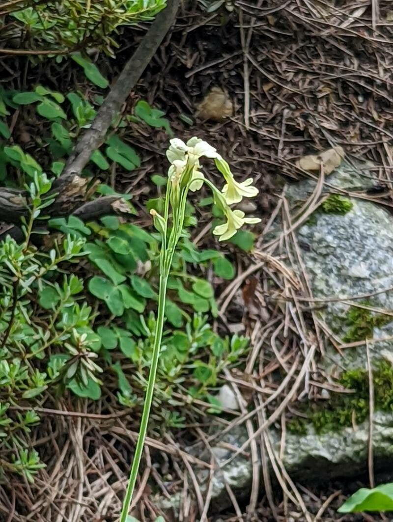 Primula sikkimensis flower