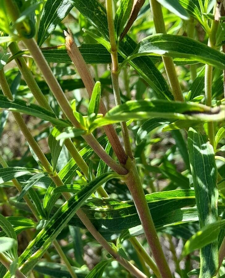 Chromolaena arnottiana — related species from the same genus