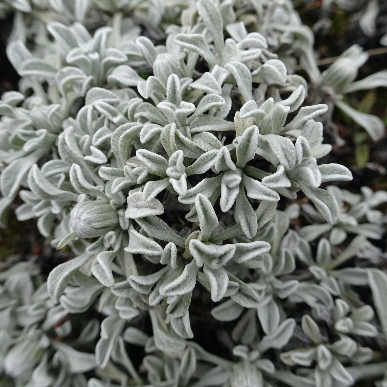 Senecio evacoides — houseplant care guide