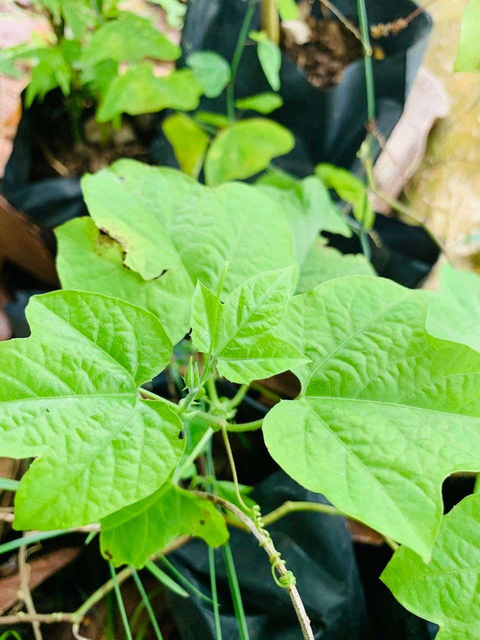 Passiflora adenopoda leaf
