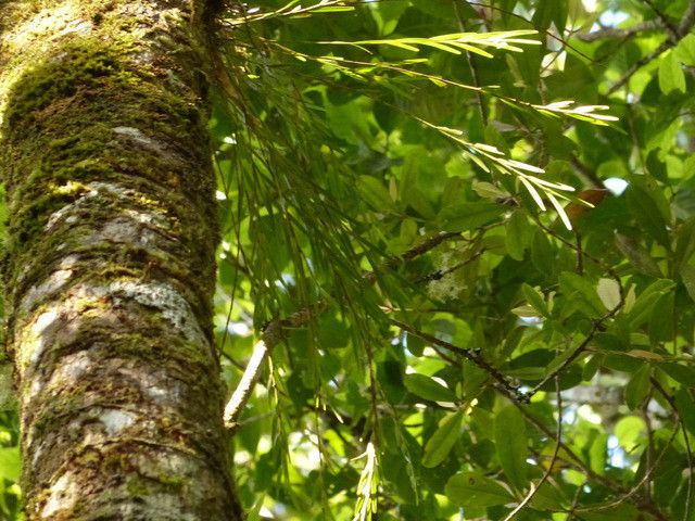 Dendrobium bilobum habit