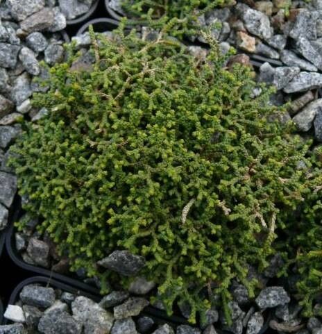 Selaginella borealis — houseplant care guide