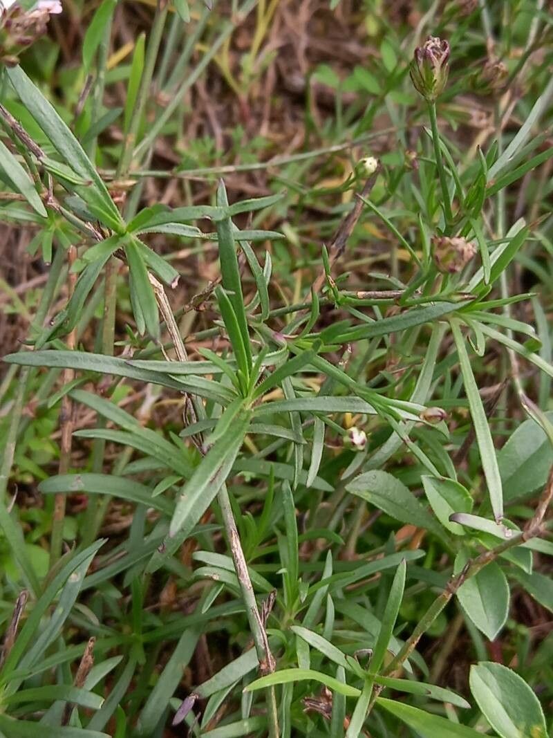 Petrorhagia saxifraga leaf