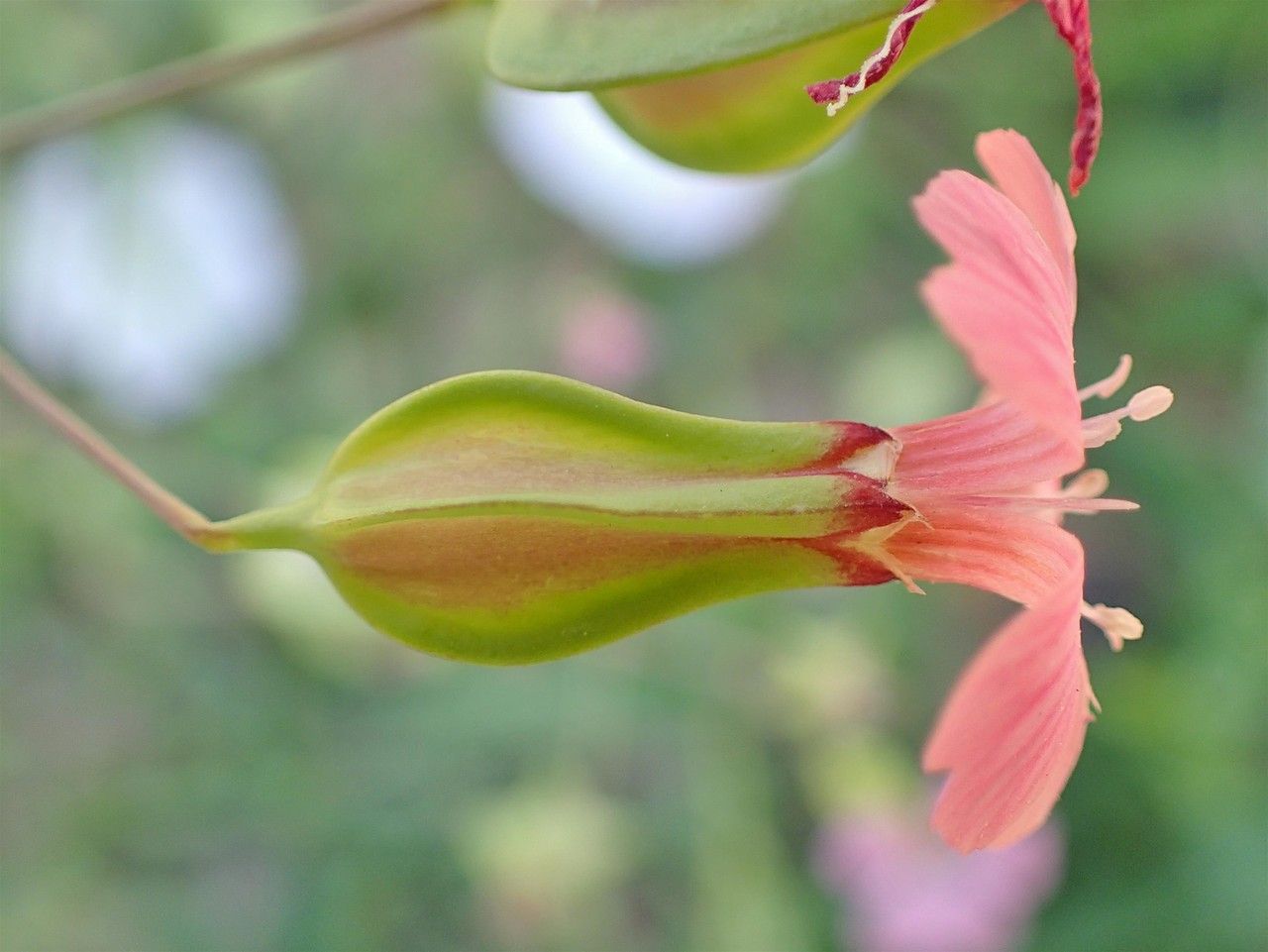 Vaccaria hispanica fruit