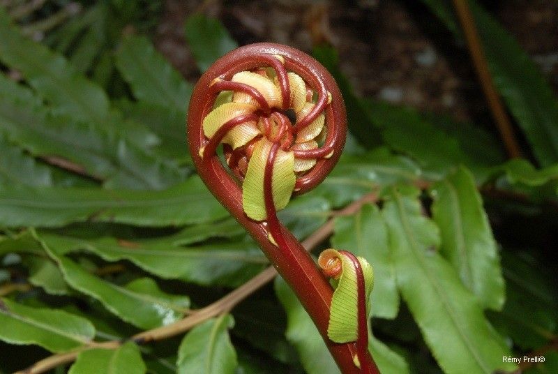 Blechnum confusum fruit