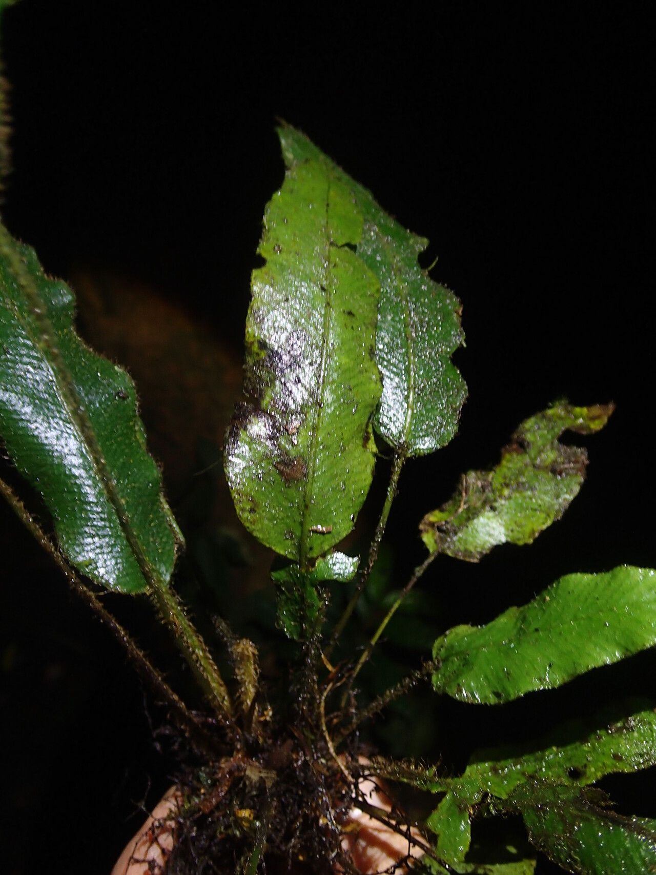 Elaphoglossum cinnamomeum habit