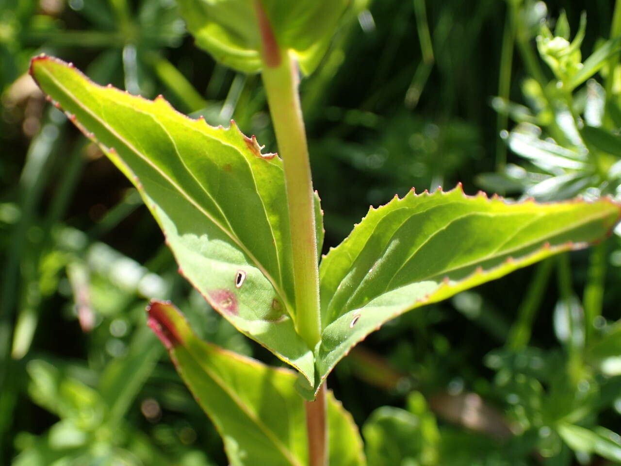 Epilobium duriaei — search result for 'Epilobium'