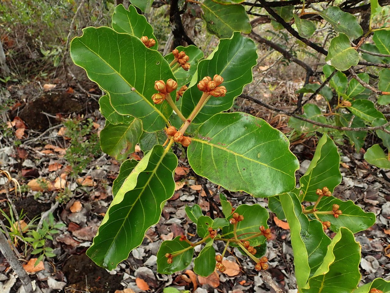 Arillastrum gummiferum — search result for 'Myrtaceae'
