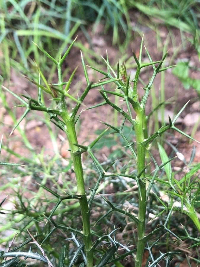 Carthamus balearicus leaf