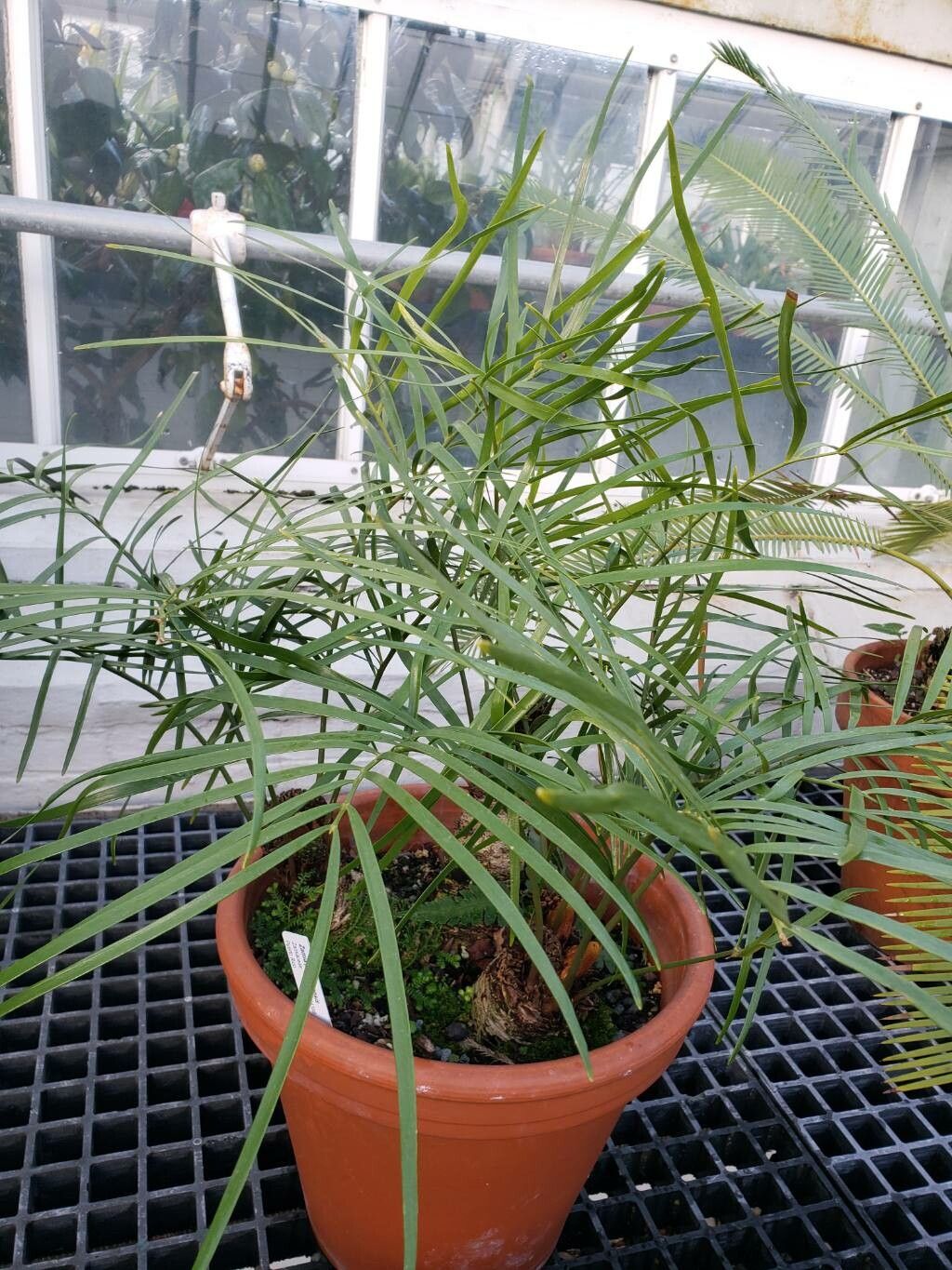 Zamia portoricensis habit