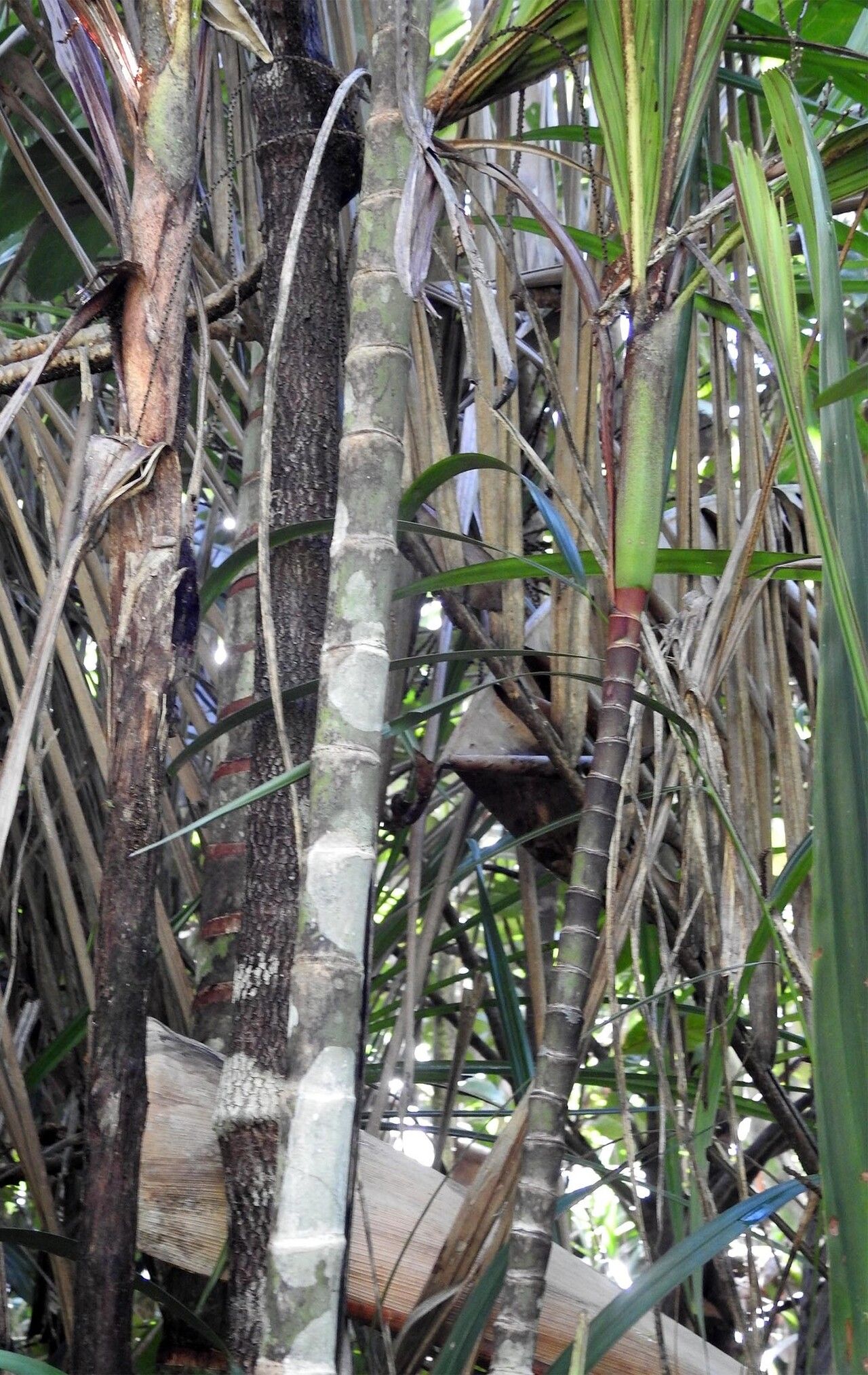 Dypsis sanctaemariae bark