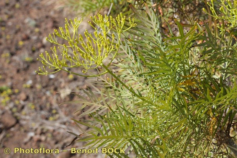 Sonchus arboreus other