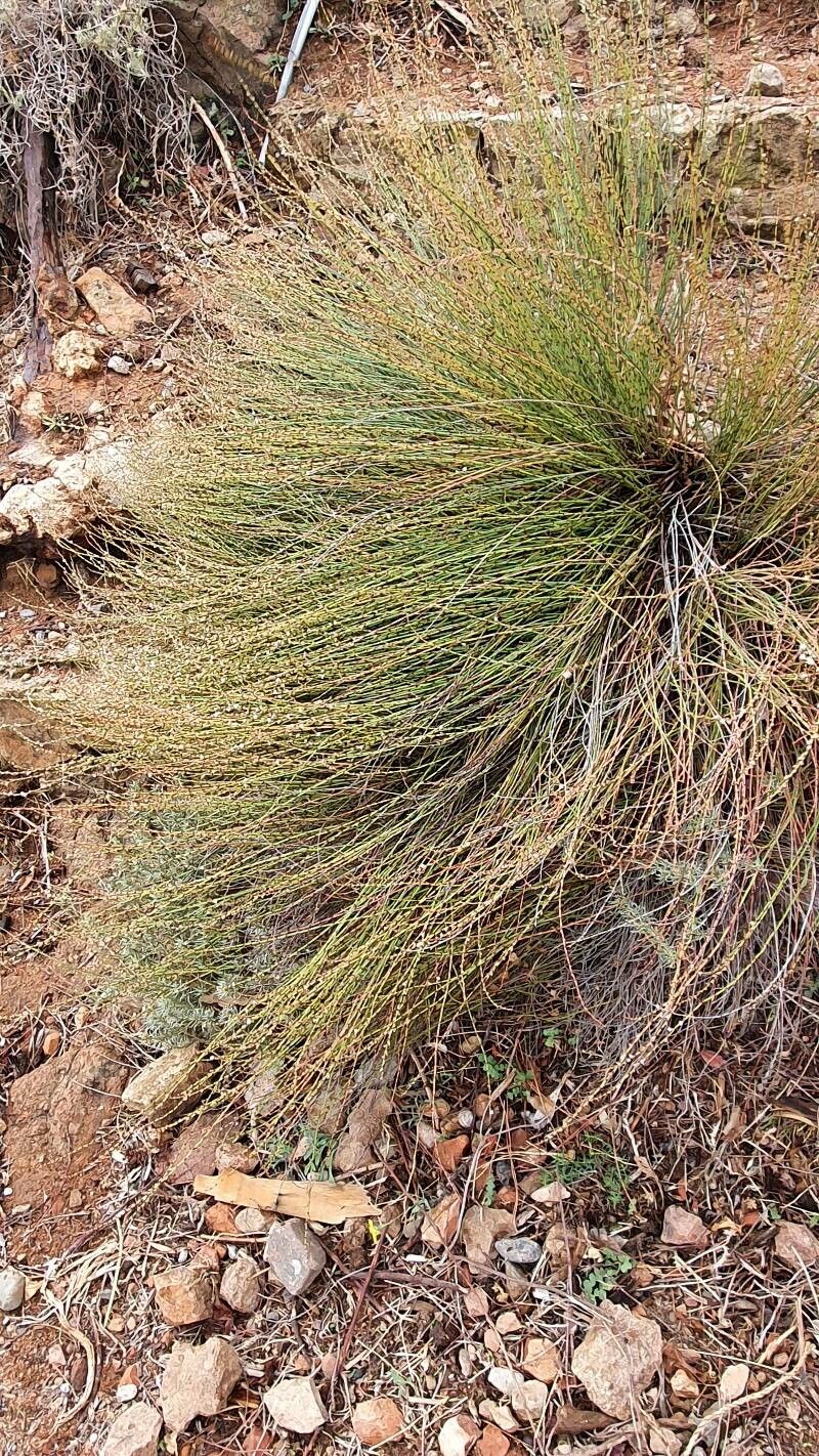 Polygonum scoparium habit