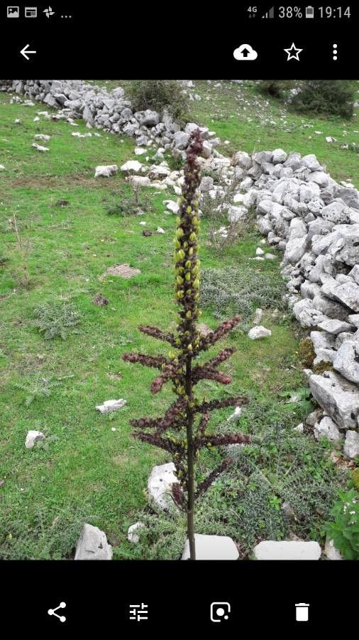 Veratrum nigrum fruit