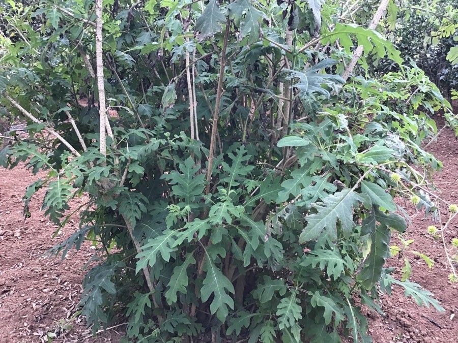 Montanoa grandiflora habit