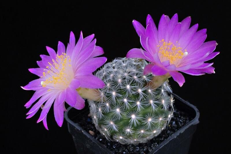 Mammillaria deherdtiana habit