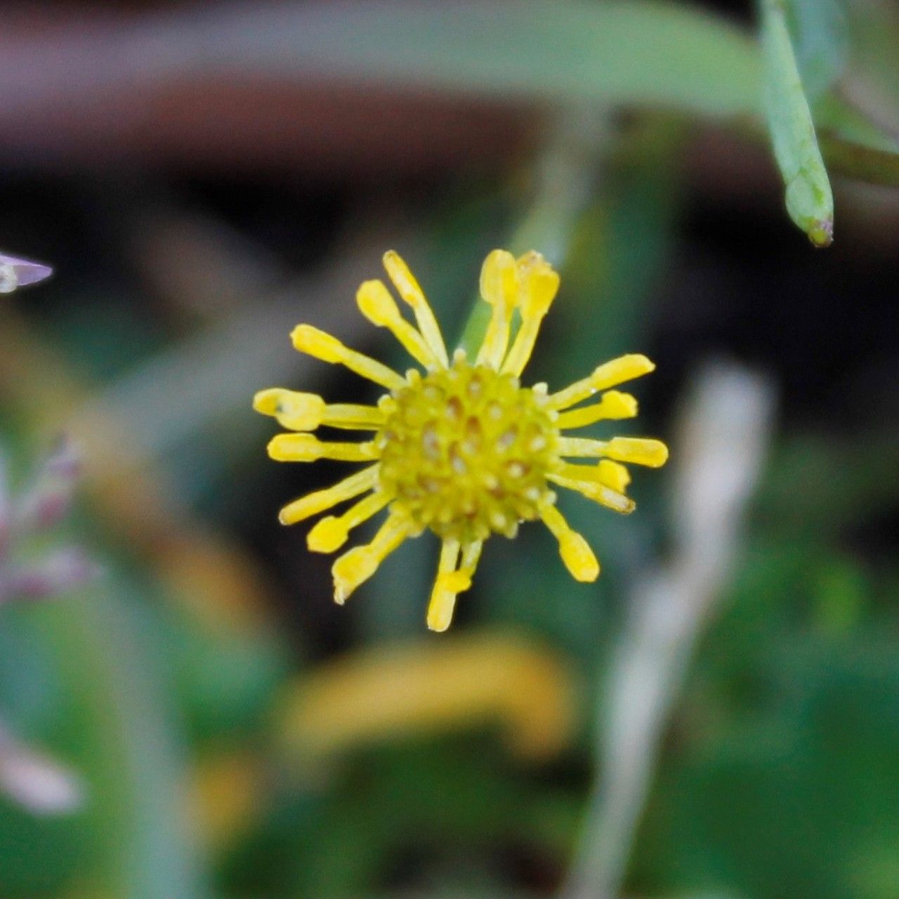 Ranunculus longipes fruit