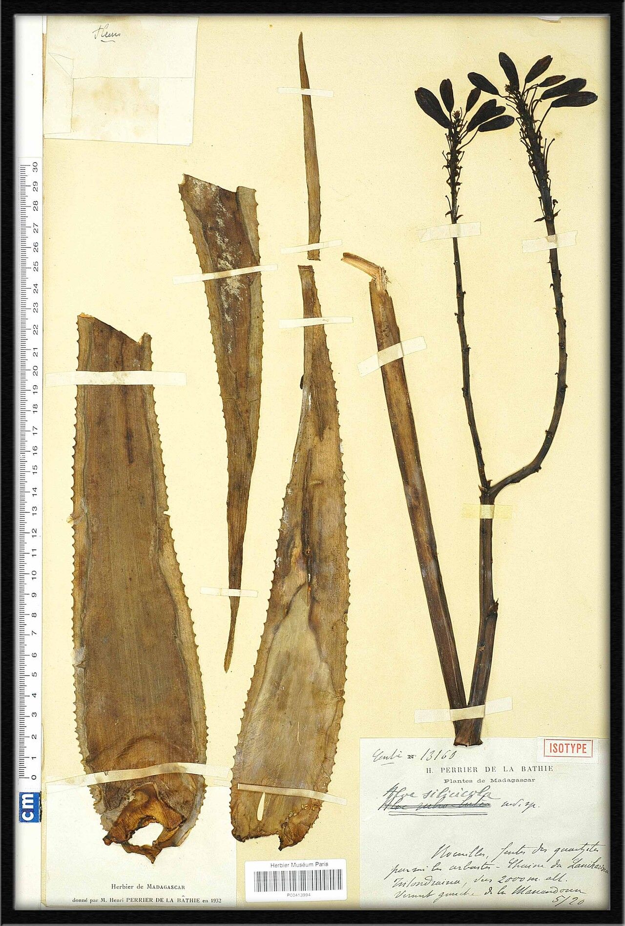 Aloe silicicola — houseplant care guide