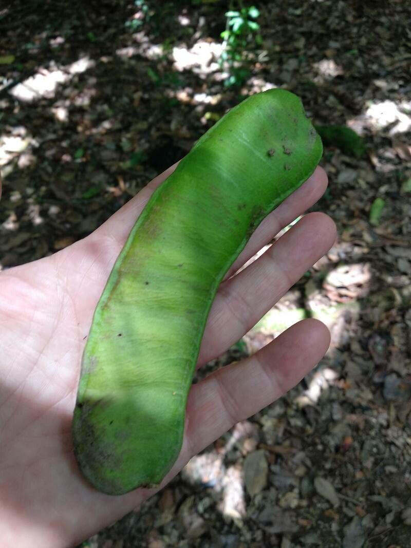 Entada polystachya fruit
