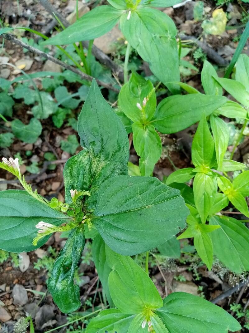 Spigelia anthelmia leaf