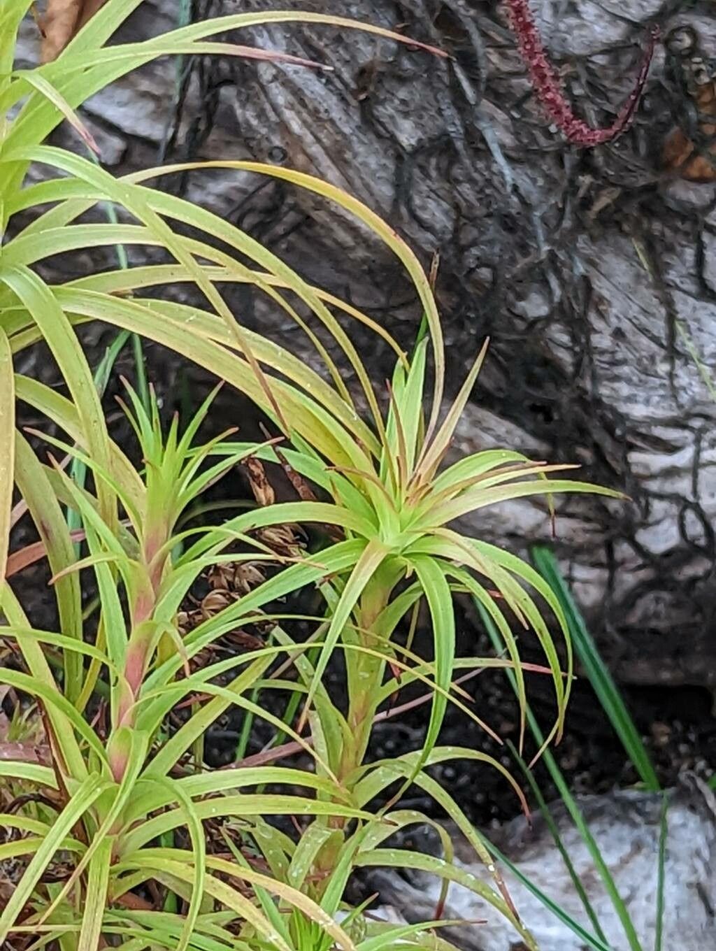 Dracophyllum secundum — houseplant care guide