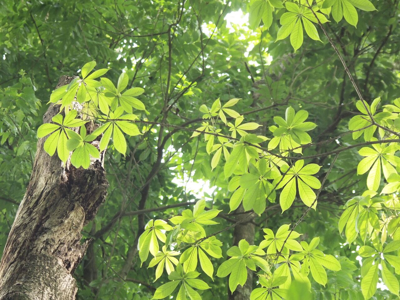 Vitex ferruginea leaf