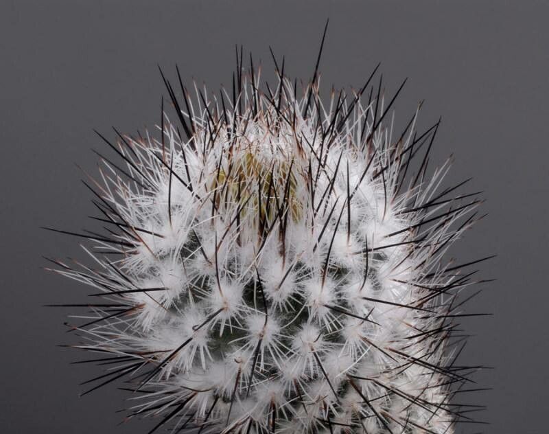 Rapicactus mandragora — houseplant care guide