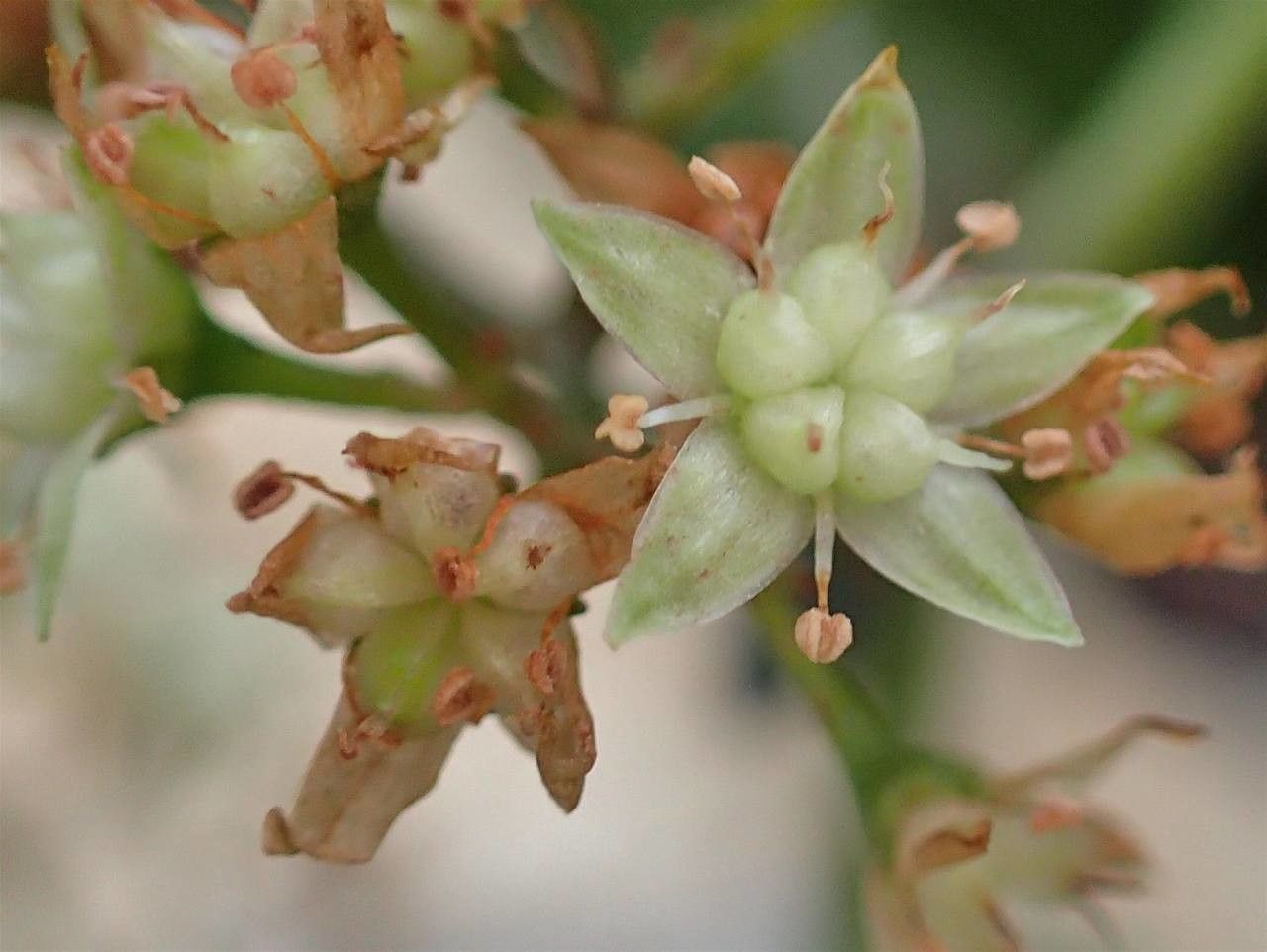 Crassula streyi fruit