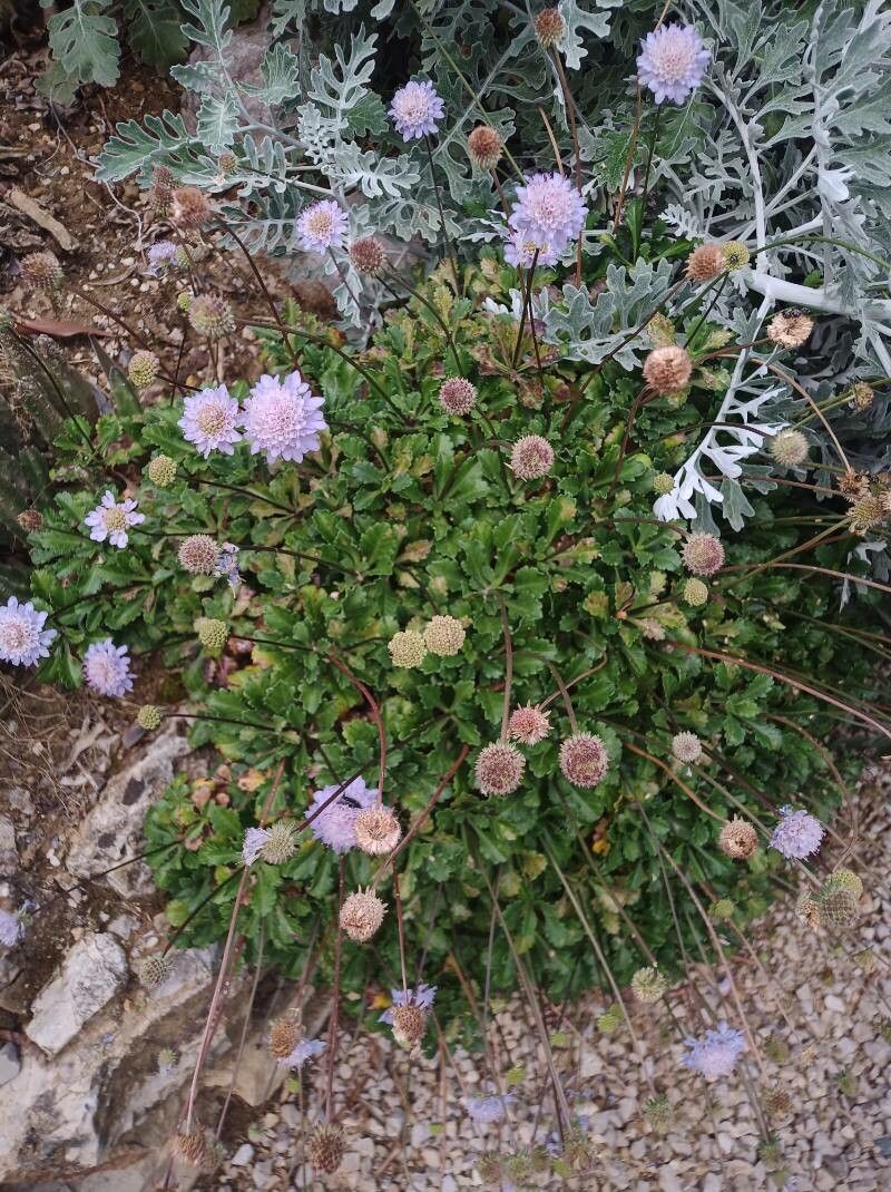 Sixalix farinosa — related species from the same genus