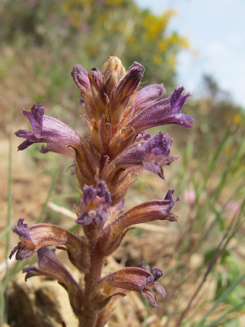 Orobanche olbiensis — houseplant care guide
