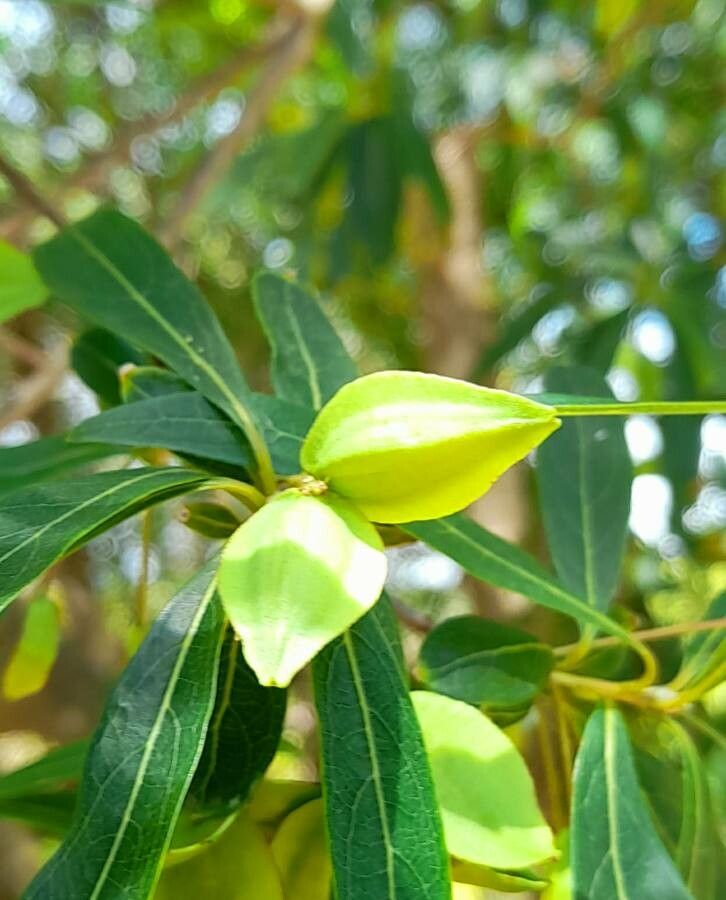 Terminalia australis fruit