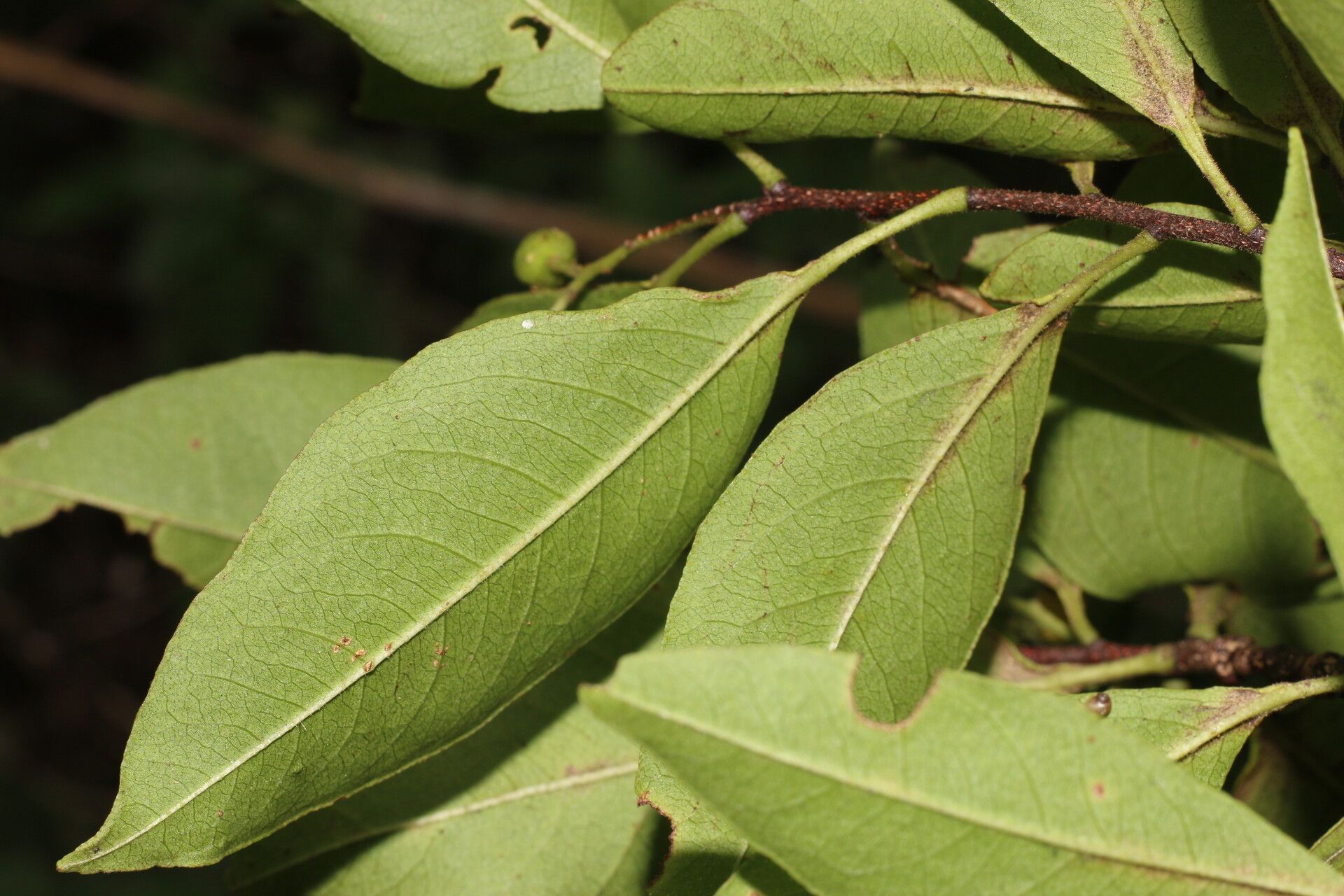 Zanthoxylum schreberi fruit