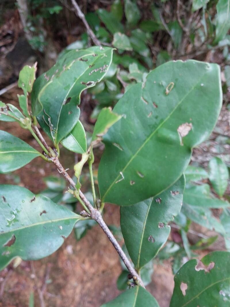 Cassipourea microphylla leaf